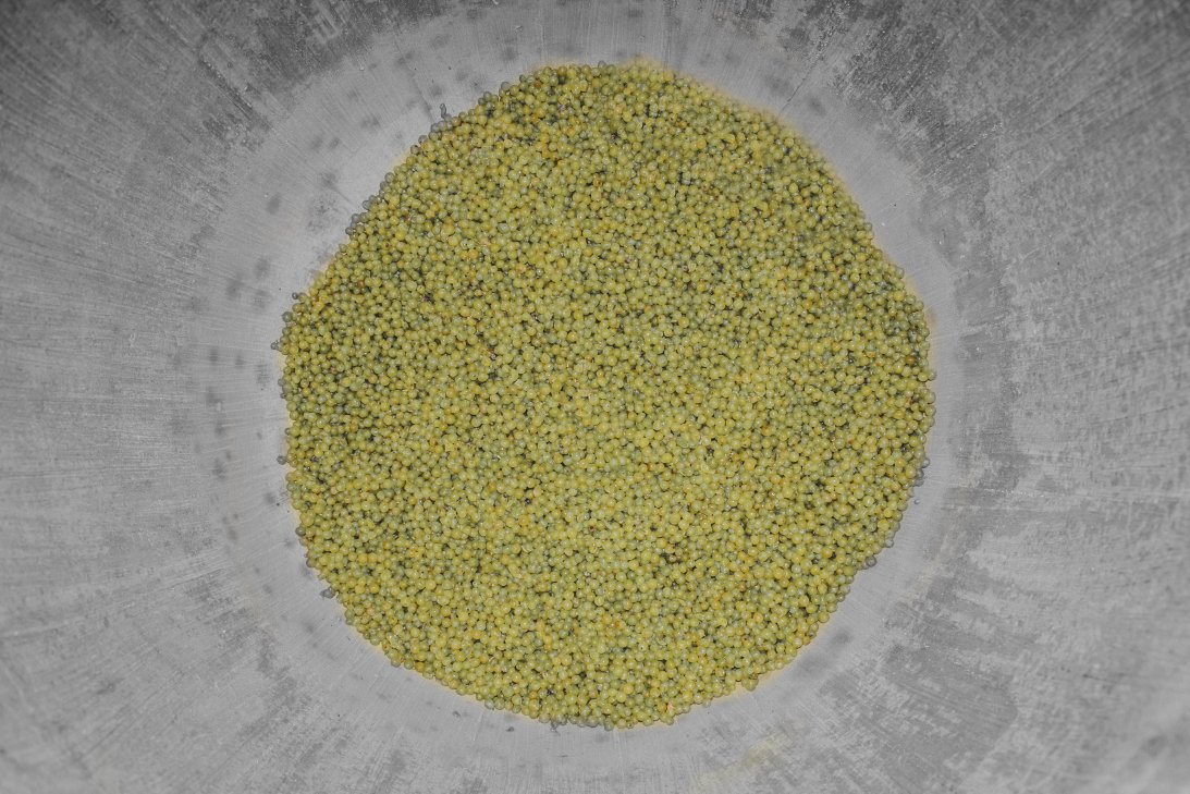 Steindorfer inside egg